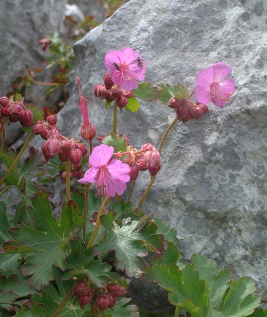 Geranium macrorrhizum / Geranio crestato